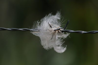 Close-up of wilted flower