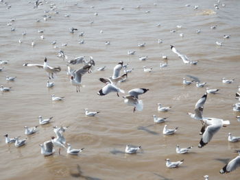 High angle view of seagulls