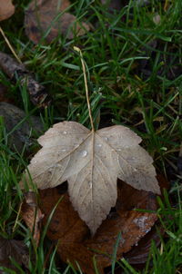 Close-up of mushroom on field