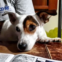 Close-up of dog sitting on bed at home