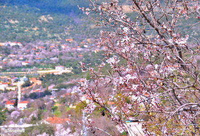 Pink cherry blossoms in spring