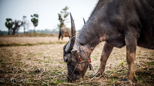 Side view of water buffalo grazing on field