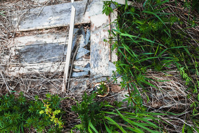 High angle view of damaged tree on field