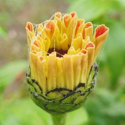 Close-up of yellow flower