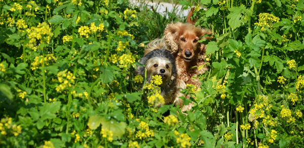 Dog with yellow flowers