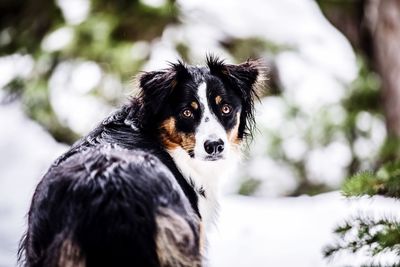 Close-up portrait of a dog