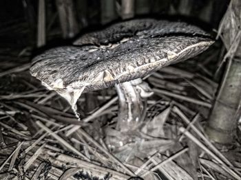 High angle view of mushroom on field