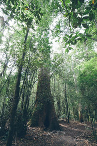 Trees in forest