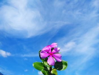 Close-up of pink flowering plant against blue sky