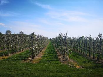 Apple fields