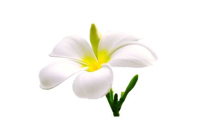 Close-up of frangipani flowers against white background