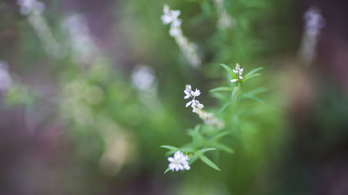 Close-up of flowers against blurred background