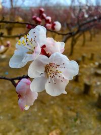 Close-up of cherry blossom