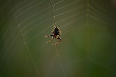 Close-up of spider on web