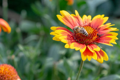 Close-up of bee pollinating on flower