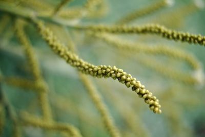 Close-up of fern