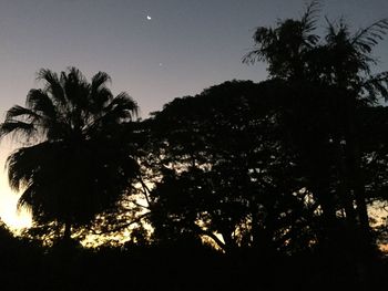 Low angle view of silhouette trees against sky at night