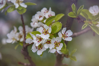 Close-up of cherry blossom on tree