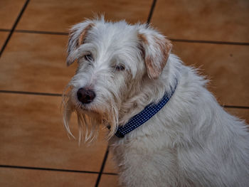 Close-up of dog looking away
