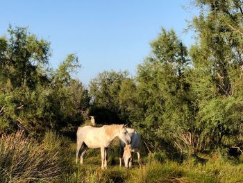 Horses in a field