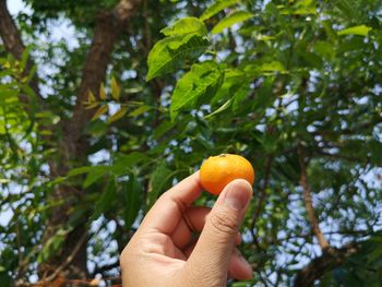 Cropped hand holding apple against tree