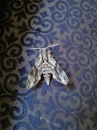 Close-up of butterfly on fabric