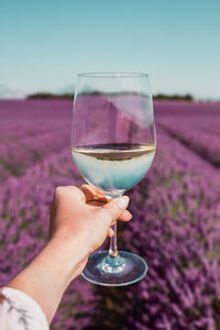 Female hand with white wine glass on lavender fields background in provence. lines of purple flowers