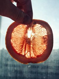 Close-up of hand holding orange grapefruit 