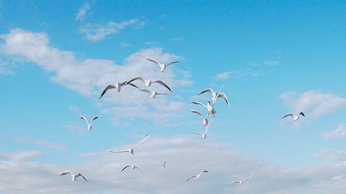 Low angle view of seagulls flying