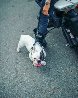 High angle portrait of french bulldog standing with man on street