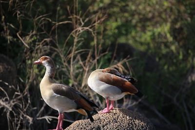 Close-up of birds perching on field