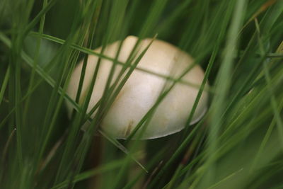 Close-up of mushroom growing amidst grass