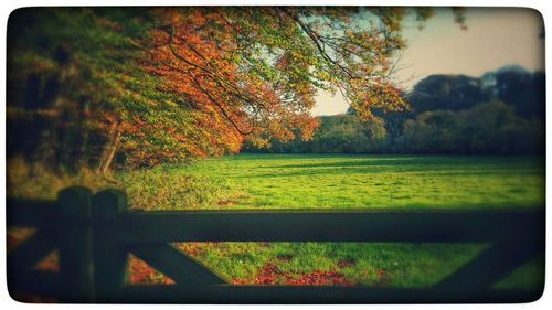 Trees on grassy field