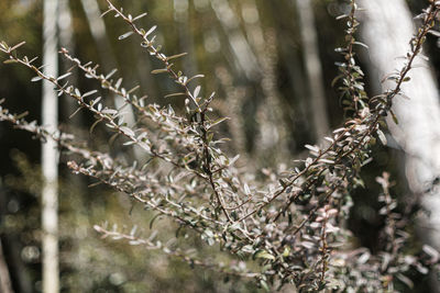 Close-up of plant growing in forest