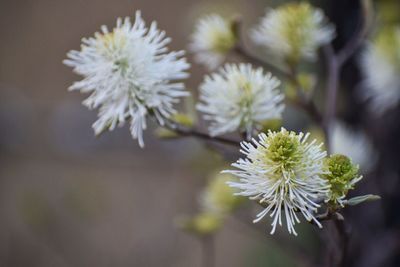 Close-up of white flowers