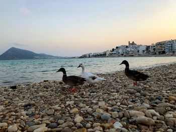 View of seagulls on beach