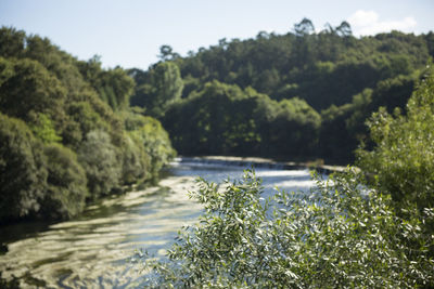 Scenic view of trees against sky