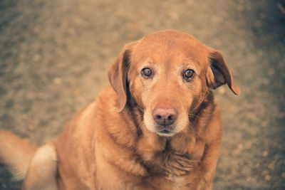 Close-up portrait of dog