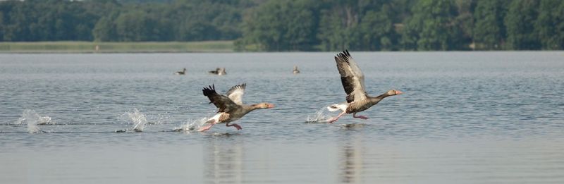 Panoramic view of greylag geese flying on lake