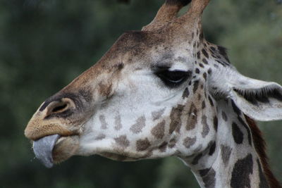 Close-up of giraffe