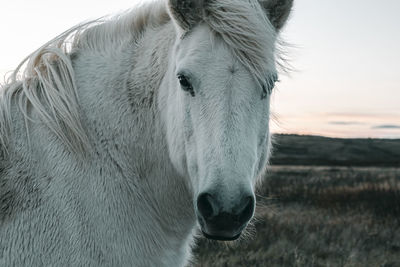 Close-up of horse