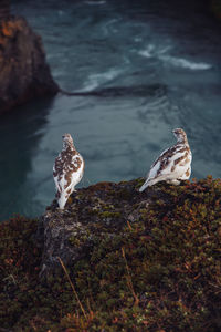 Birds perching on rock