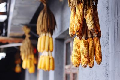 Low angle view of corns hanging at market stall
