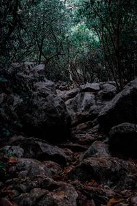 Rocks and trees in forest