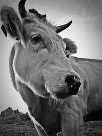 Close-up of cow standing on field against sky