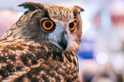 Close-up of eagle