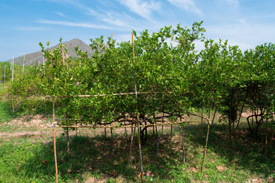 View of vineyard against sky