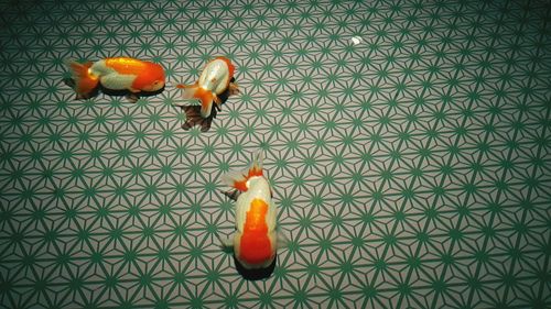 Goldfish on pattern