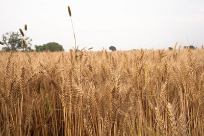 View of golden wheat field against sky