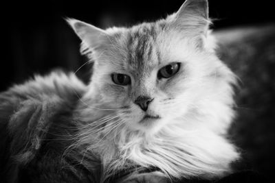 Close-up portrait of cat